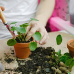 Potting a plant