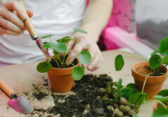 Potting a plant