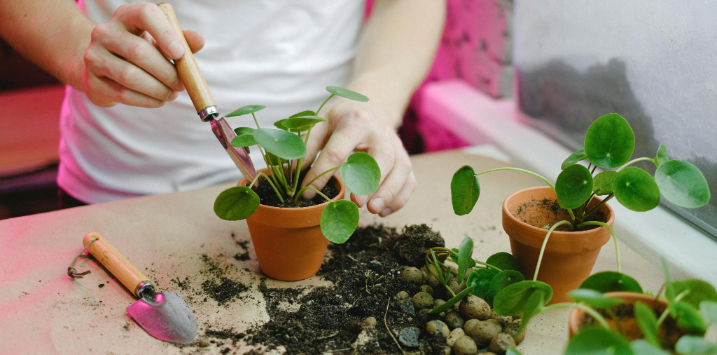 Potting a plant